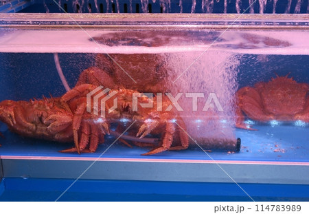 水槽の中のケガニ 水槽の中のケガニ 114783989