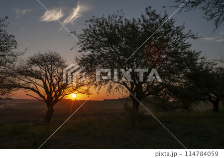 Pampas grass landscape, La Pampa province, Patagonia, Argentina. Pampas grass landscape, La Pampa province, Patagonia, Argentina. 114784059