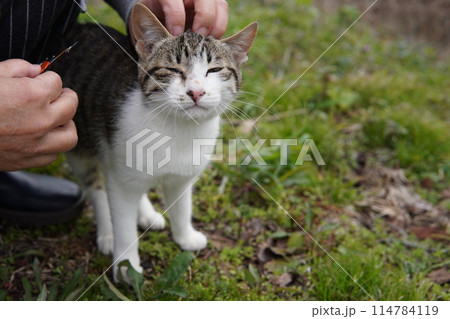 可愛い捨て猫兄妹が愛を求めて近付く 114784119