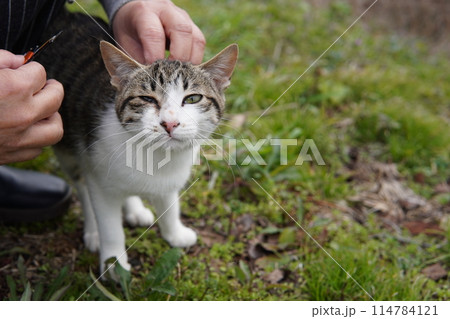 可愛い捨て猫兄妹が愛を求めて近付く 可愛い捨て猫兄妹が愛を求めて近付く 114784121