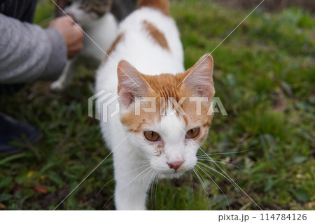 可愛い捨て猫兄妹が愛を求めて近付く 114784126