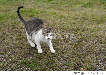 可愛い捨て猫兄妹が愛を求めて近付く 114784137