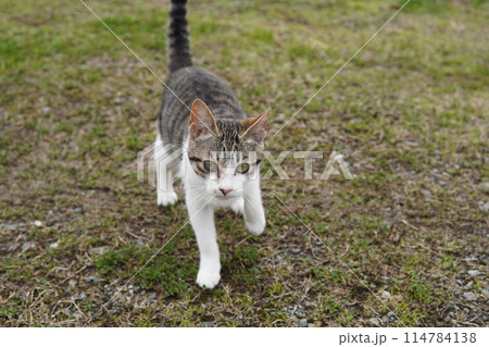 可愛い捨て猫兄妹が愛を求めて近付く 可愛い捨て猫兄妹が愛を求めて近付く 114784138