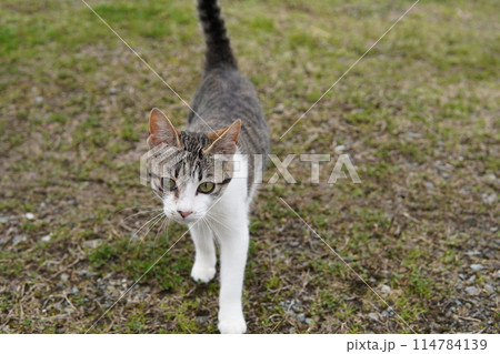 可愛い捨て猫兄妹が愛を求めて近付く 114784139