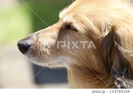 日光浴をして気持ち良さそうなハイシニアのミニチュアダックス 114784184