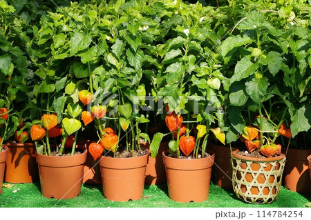 ほおずき市 ほおずき市 114784254