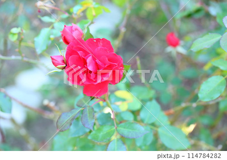 バラの花　クリムゾンスカイ 114784282