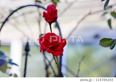 バラの花 クリムゾンスカイ バラの花 クリムゾンスカイ 114784283