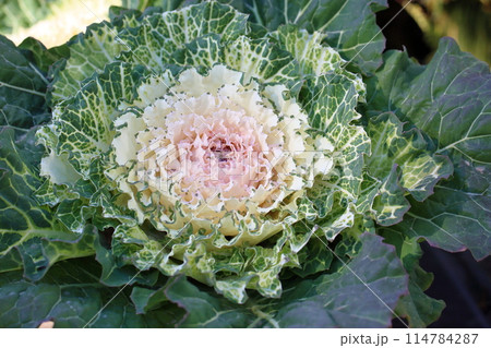 ハボタンの花 ハボタンの花 114784287