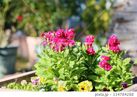 鮮やか　ストックの花 114784288