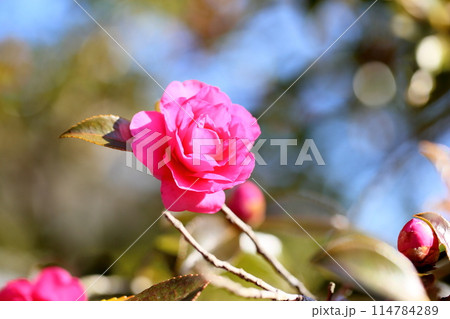 カンツバキの花 114784289