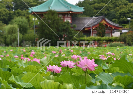 不忍池 不忍池 114784304