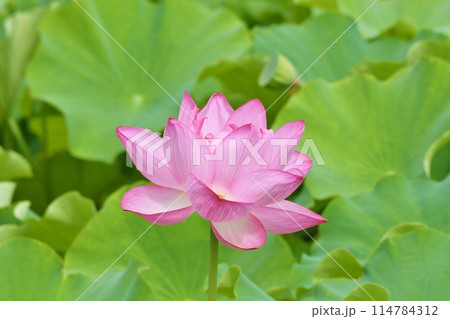 不忍池 114784312