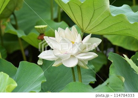 不忍池 不忍池 114784333