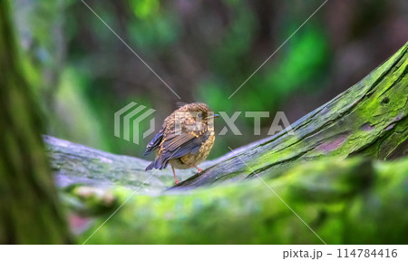 Baby european robin redbreast, erithacus rubecula, passerine bird standing on a branch Baby european robin redbreast, erithacus rubecula, passerine bird standing on a branch 114784416
