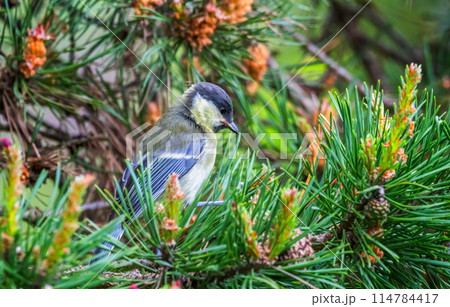 Great tit, parus major, bird among pine thorns 114784417