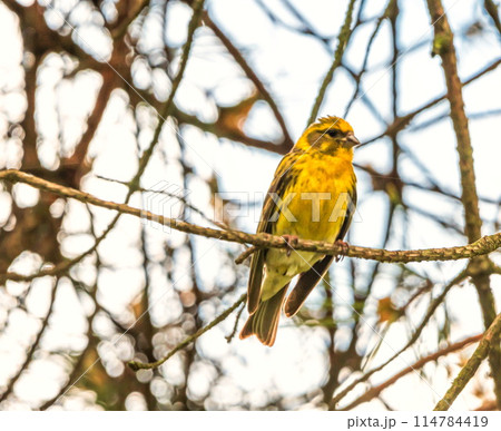 European serin, Serinus serinus, bird on a branch 114784419