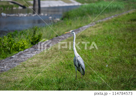 鴨川のアオサギ 114784573