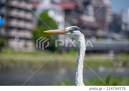 鴨川のアオサギ 114784576
