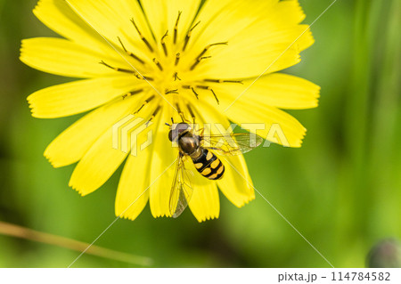 ナミホシヒラタアブ 114784582