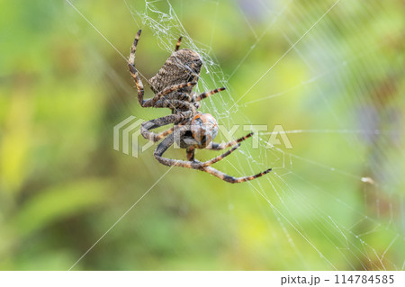 テントウムシを捕食するコゲチャオニグモ 114784585