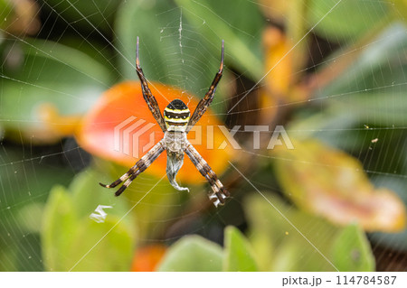 コガネグモ コガネグモ 114784587