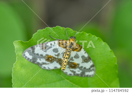 ヒメマダラエダシャク 114784592