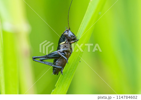 ヒメギス幼虫 ヒメギス幼虫 114784602