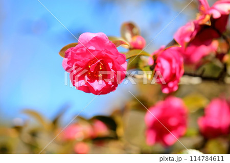 カンツバキの花 カンツバキの花 114784611