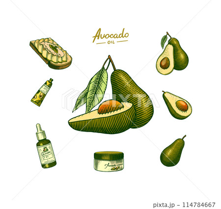 Tropical avocado. Set of evergreen fruit plant. Cosmetics for skin care. Organic oil in the bottle Tropical avocado. Set of evergreen fruit plant. Cosmetics for skin care. Organic oil in the bottle 114784667