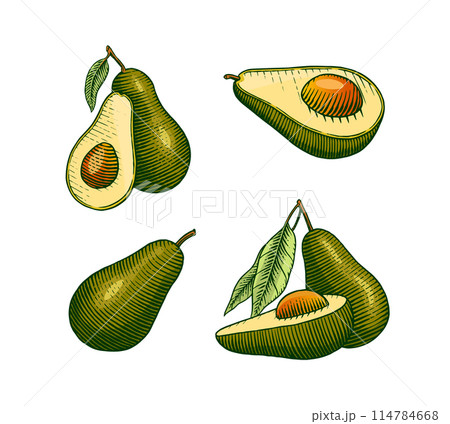 Tropical avocado. Set of evergreen fruit plant. Cosmetics for skin care. Organic oil in the bottle Tropical avocado. Set of evergreen fruit plant. Cosmetics for skin care. Organic oil in the bottle 114784668