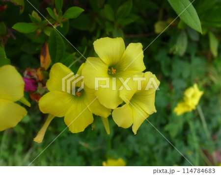 オオキバナカタバミ 114784683