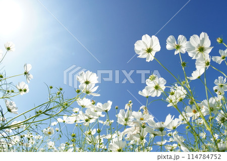 青空に向かって咲くコスモス 青空に向かって咲くコスモス 114784752