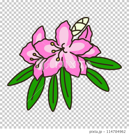 杜鵑 杜鵑 114784962