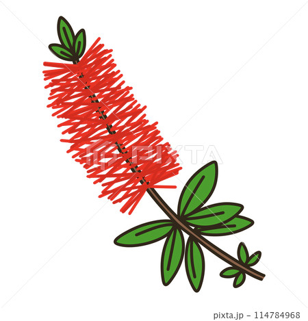 ブラシノキ 114784968