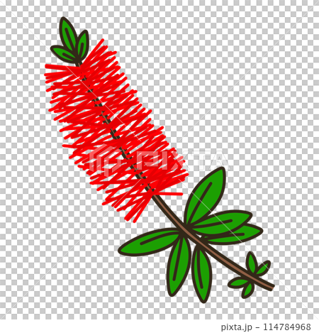 ブラシノキ 114784968