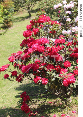 シャクナゲ 114784996