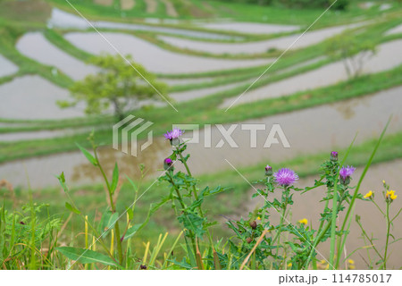 棚田に咲く春の花 114785017