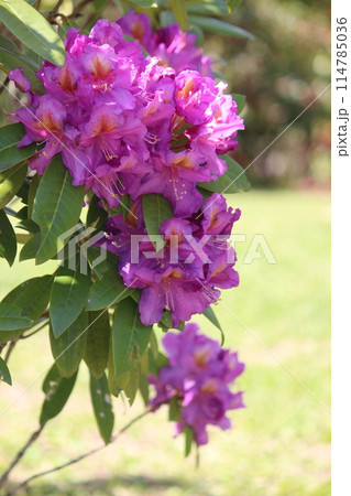 シャクナゲ シャクナゲ 114785036
