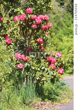シャクナゲ 114785038