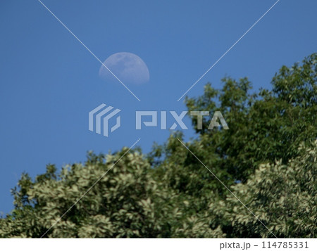 新緑の森から昇る月 114785331