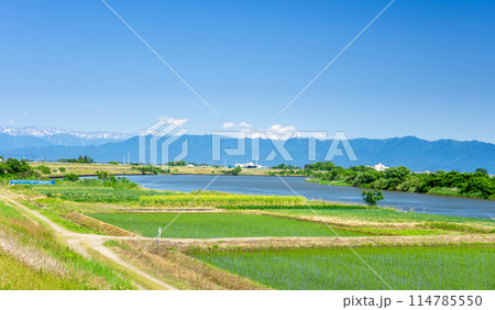 新潟県 信濃川と水田 粟ケ岳を望む 新潟県 信濃川と水田 粟ケ岳を望む 114785550