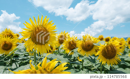 ひまわり（津南ひまわり広場にて） 114785568