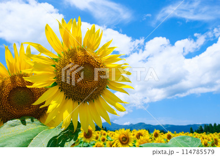 ひまわり（津南ひまわり広場にて） 114785579