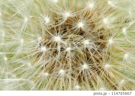 たんぽぽのわたぼうし 114785667