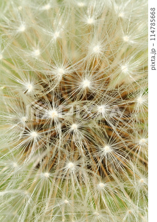 たんぽぽのわたぼうし 114785668