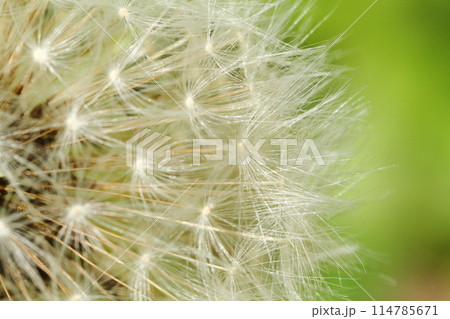 たんぽぽのわたぼうし 114785671
