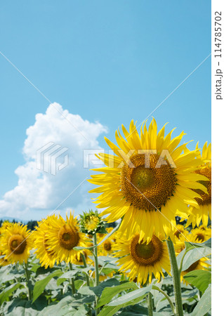 ひまわり(津南ひまわり広場にて) ひまわり(津南ひまわり広場にて) 114785702