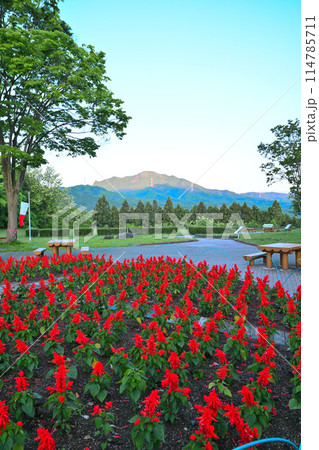 真赤なサルビアの花 朝日に映える山 赤城高原SAの早朝風景 真赤なサルビアの花 朝日に映える山 赤城高原SAの早朝風景 114785711