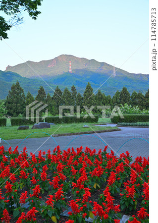 真赤なサルビアの花　朝日に映える山　赤城高原SAの早朝風景　　　 114785713